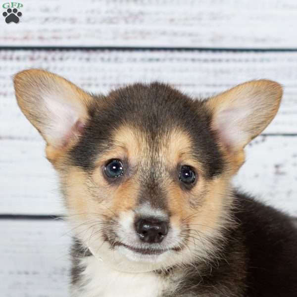 Walter, Pembroke Welsh Corgi Puppy